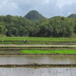 Viewing the Chocolate Hills across the rice fields