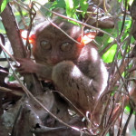 Yoda-like Tarsier monkey