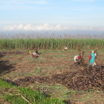 Harvesting the sugar cane