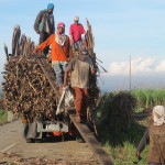 Workers in the cane fields blackened from the sugar