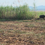 A cane field cleared