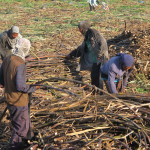 Harvesting the cane on Negros Island
