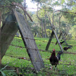 Roosters bred for cock-fighting at Guintubdan