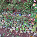 Tropical plants being grown for market at Guintubdan, Kanlaon