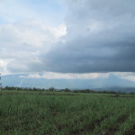 Cane fields spread beneath Mt. Kanlaon, Negros Island