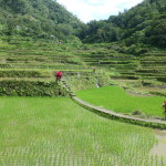 Within the rice terraces of Batad