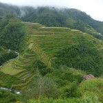 2000 year old rice terraces of the Ifugao people