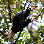 Palawan hornbills (Source: Wikimedia)