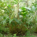 Cardamom plant