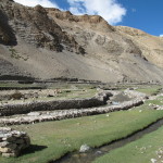 Irrigation at Tso-moriri