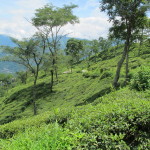 Hillsides carpeted with tea bushes