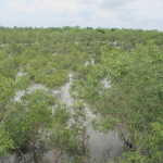 Nearing high tide at Sunderbans