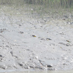 Fresh tiger tracks, Sunderbans