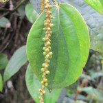 Peppercorn plant in the Thekkady spice gardens