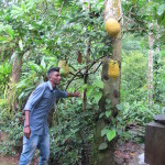 Guiding us thru the spice garden - with BIG lemons