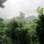 Periyar, view from the spice fields