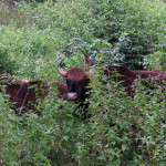 Gaur, wrongly called Indian Bison