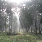 Morning light at Kabini on jeep safari