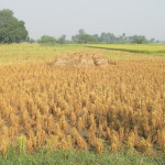 Cropland, Chambal