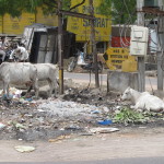 Cattle processing street waste
