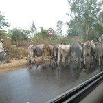 Road hazards, even on good roads