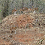 White spotted deer