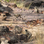 Hanuman Langur monkey