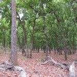 Bandhavgarh National Park