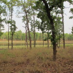 Wetlands of Bandhavgarh National Park