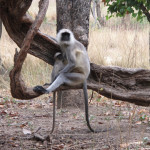 Hanuman Langur monkey