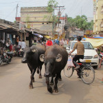 The daily bustle of Varanasi