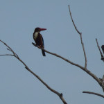 White-throated kingfisher