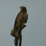 White-eyed buzzard eagle