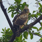 Crested hawk eagle