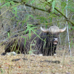 Gaur, misnamed as Indian bison