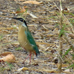 Indian pitta (nine-color, or nauranga)