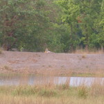 Our tiger in the distance at the reservoir