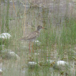 Redshank hide and seek, Nubra Valley