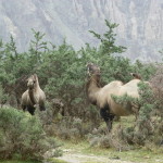 Bactrian Camels, Nubra Valley sand dunes
