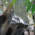 Eyed by an estuarine crocodile