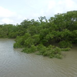 Floating islands at high tide