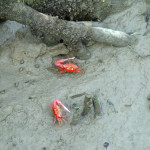 Crabs emerge at low tide
