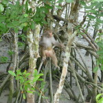 Resting on mangrove roots, Sunderbans