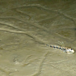 Mudskipper at Sunderbans