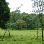 Morning walk, Periyar National Park