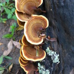 Mushrooms, Periyar National Park