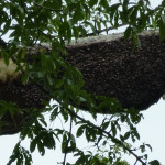 Wild bees throng the hives