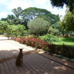 Enjoying the green space, Bangalore