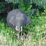 Tusker, peeking from the Kabini shore