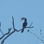 Malabar Pied Hornbill from afar, Kabini River